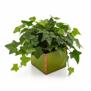 Osłona doniczki lutowana lacobel pistacjowy w miedzi 10x10x8 cm